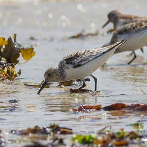 Dunlin