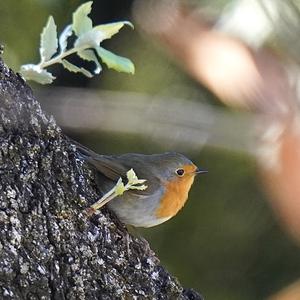 European Robin