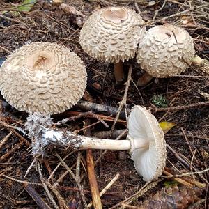 Shaggy Parasol