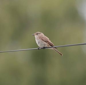 Spotted Flycatcher