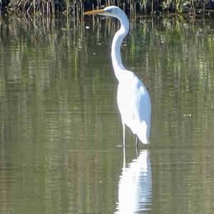 Great Egret