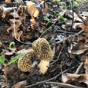 Yellow Morel