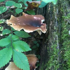 Black-footed Polypore