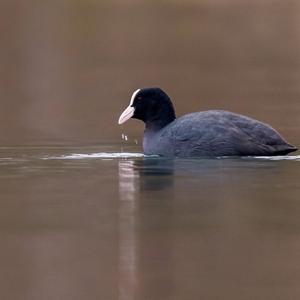 Common Coot