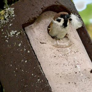 Eurasian Tree Sparrow