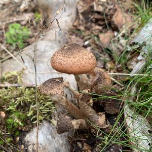 Scaly Pholiota