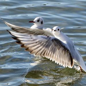 Black-headed Gull