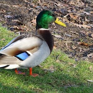 Mallard