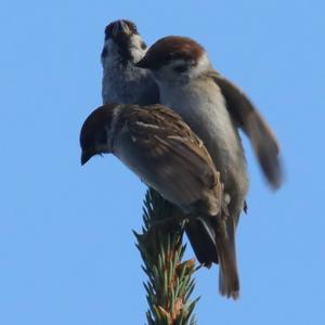 House Sparrow