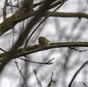 Goldcrest