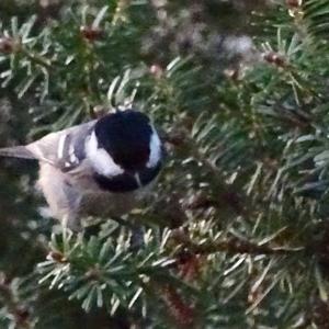 Coal Tit