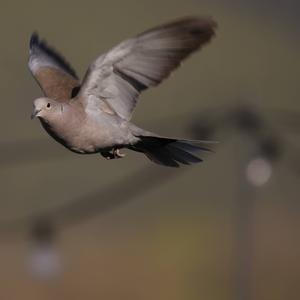 Eurasian Collared-dove