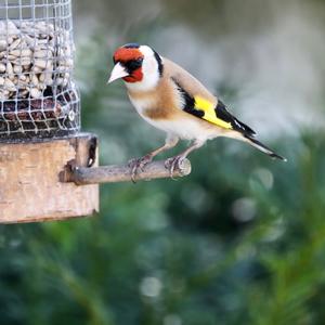 European Goldfinch