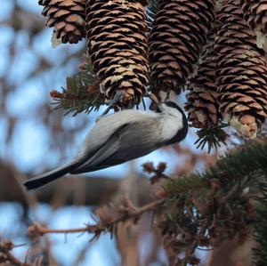 Willow Tit