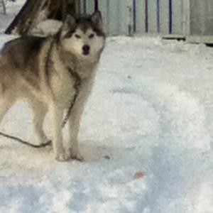 Alaskan Malamute