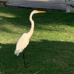 Great Egret