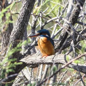 Common Kingfisher