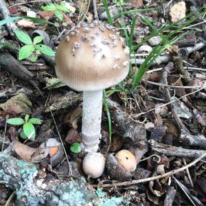 Death Cap