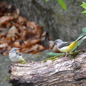 Grey Wagtail