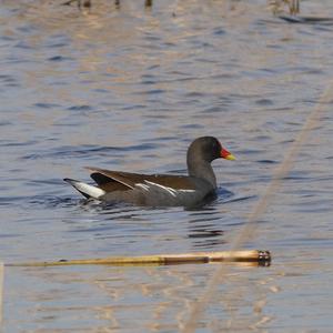 Common Moorhen