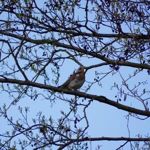 Fieldfare