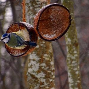 Blue Tit