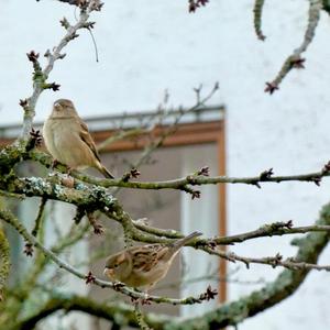 House Sparrow