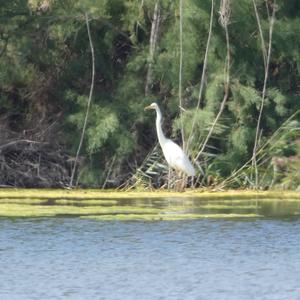 Great Egret