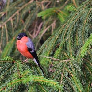 Eurasian Bullfinch