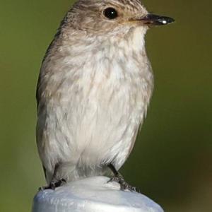 Spotted Flycatcher