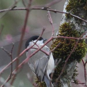 Willow Tit