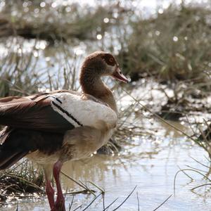 Egyptian Goose