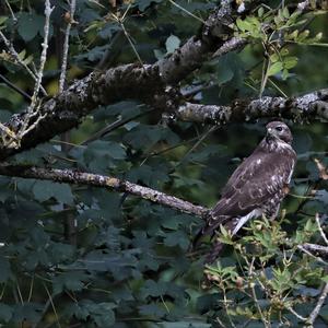 Common Buzzard