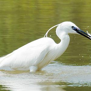 Little Egret