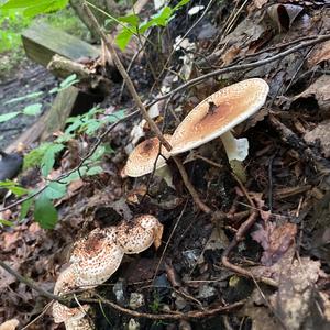 Sharp-scaled Lepiota