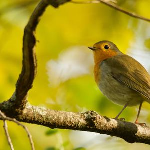 European Robin