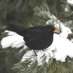 Eurasian Blackbird