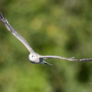 Herring Gull