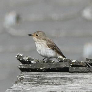 Spotted Flycatcher