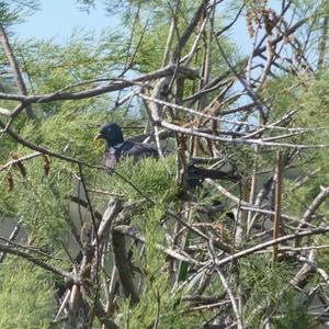 Common Wood-pigeon