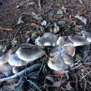 Oyster Mushroom