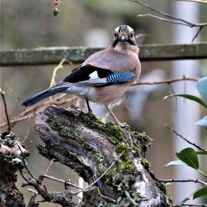 Eurasian Jay