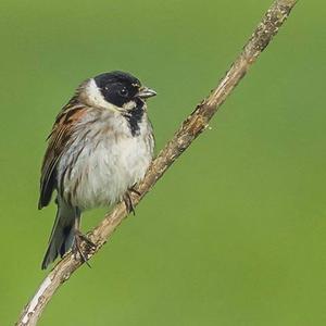 Reed Bunting