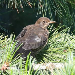 Eurasian Blackbird