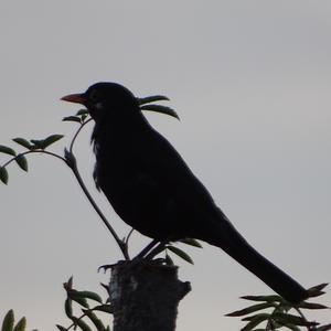 Eurasian Blackbird