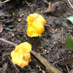 Chanterelle, Common