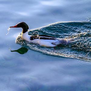 Common Merganser