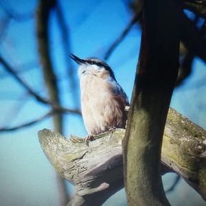 Wood Nuthatch