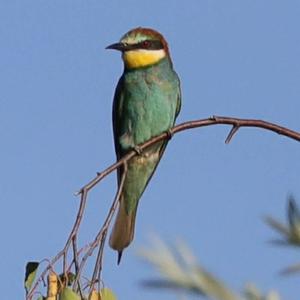 European Bee-eater