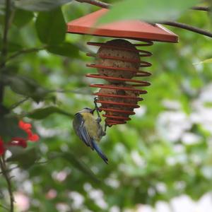 Blue Tit